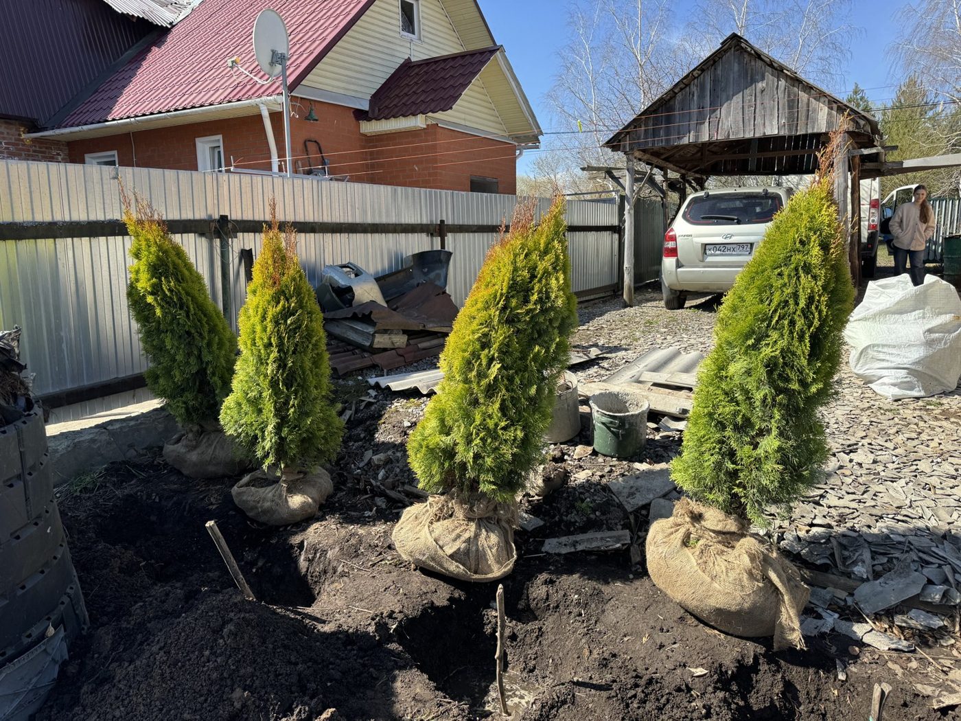 Посадка живой изгороди на участке